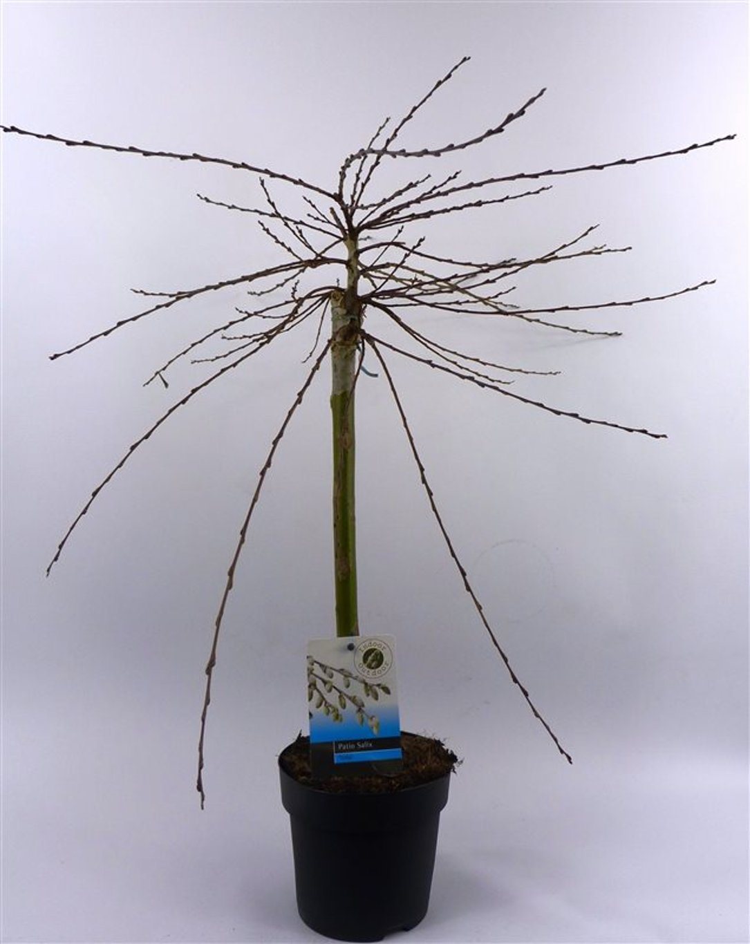 Salix repens 'Iona' - 40 CM Stem Cont.